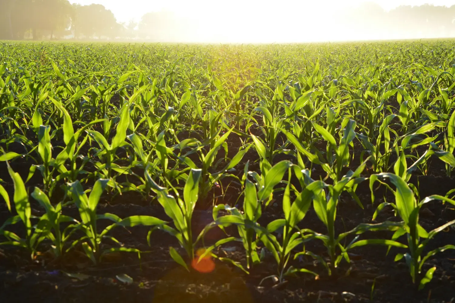 Agriculture & Fresh Produce packaging solutions